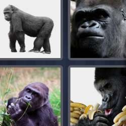 Solutions-4-images-1-mot-GORILLE Solutions-4-images-1-mot-GORILLE
