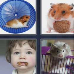 Solutions-4-images-1-mot-HAMSTER Solutions-4-images-1-mot-HAMSTER