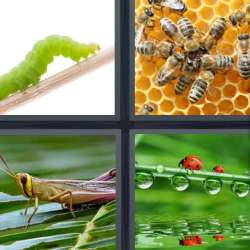 Solutions-4-images-1-mot-INSECTE Solutions-4-images-1-mot-INSECTE