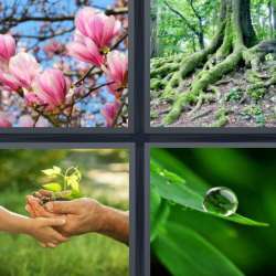 Solutions-4-images-1-mot-PLANTES Solutions-4-images-1-mot-PLANTES