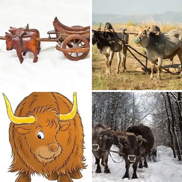 4 images 1 mot 4 lettres : solution BŒUF