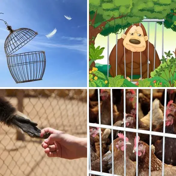 4 images 1 mot 4 lettres : solution CAGE