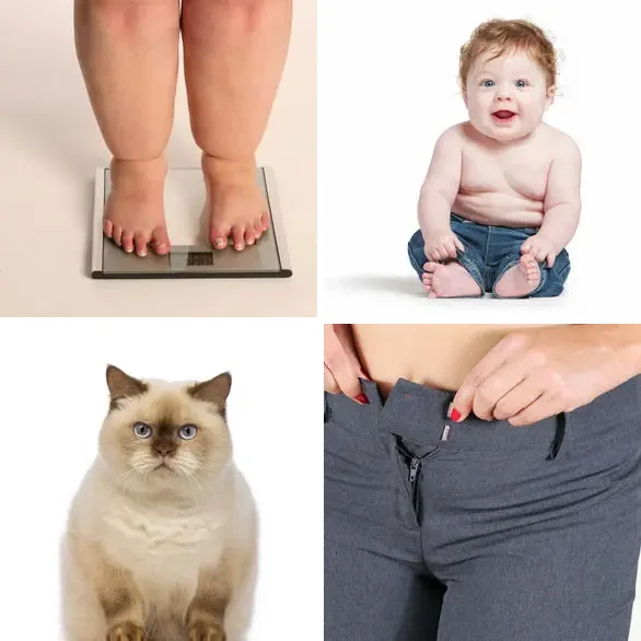 4 images 1 mot 4 lettres : solution DODU
