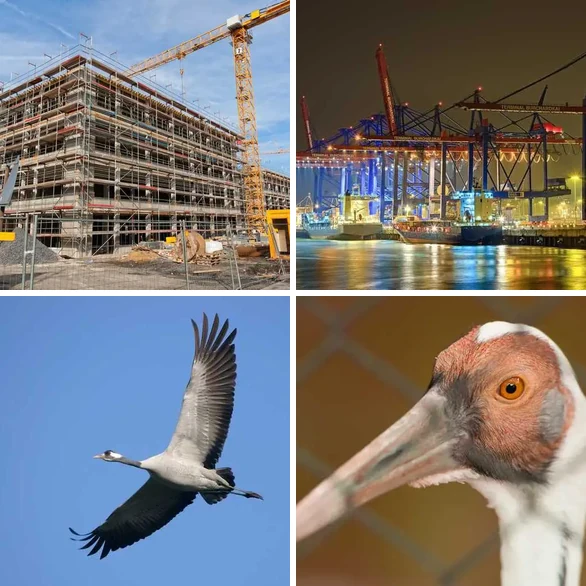 4 images 1 mot 4 lettres : solution GRUE