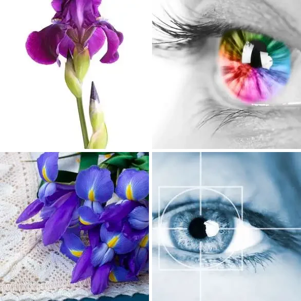 4 images 1 mot 4 lettres : solution IRIS