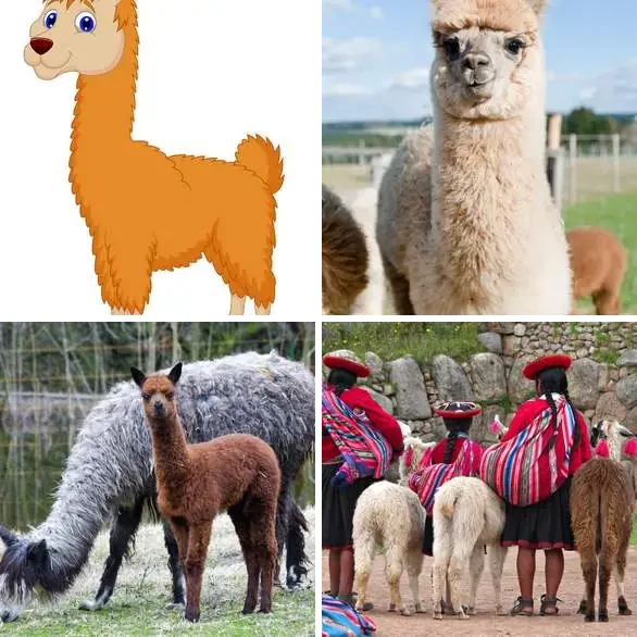 4 images 1 mot 4 lettres : solution LAMA