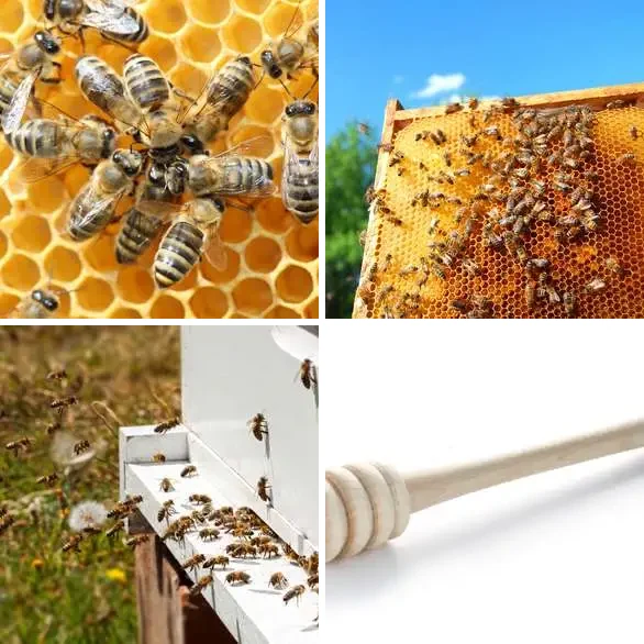 4 images 1 mot 4 lettres : solution MIEL
