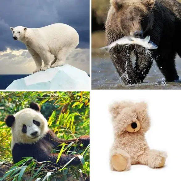 4 images 1 mot 4 lettres : solution OURS