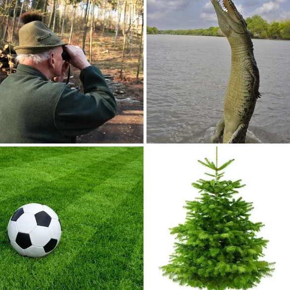 4 images 1 mot 4 lettres : solution VERT