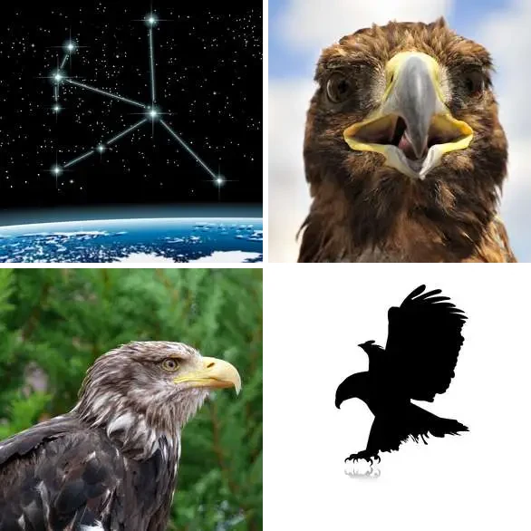 4 images 1 mot 5 lettres : solution AIGLE