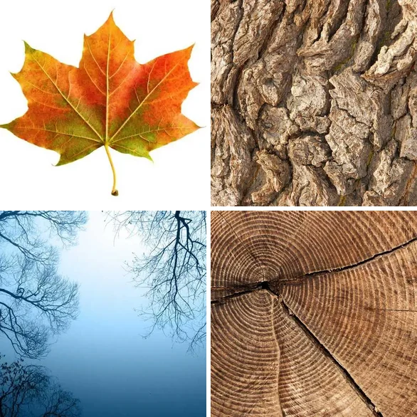 4 images 1 mot 5 lettres : solution ARBRE