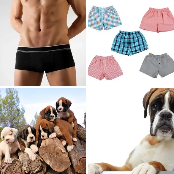 4 images 1 mot 5 lettres : solution BOXER
