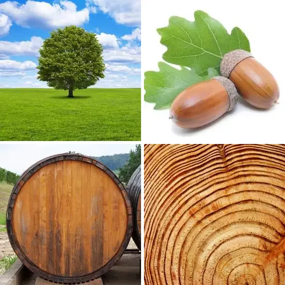4 images 1 mot 5 lettres : solution CHENE