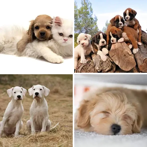 4 images 1 mot 5 lettres : solution CHIOT