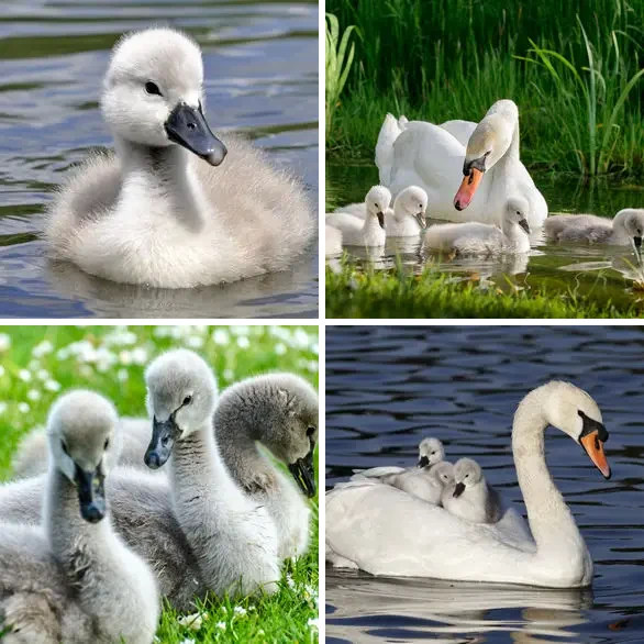 4 images 1 mot 5 lettres : solution CYGNE