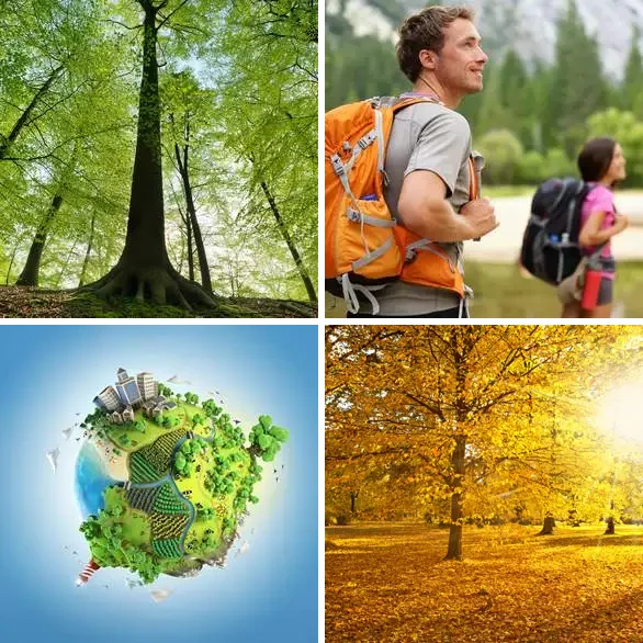 4 images 1 mot 5 lettres : solution FORET