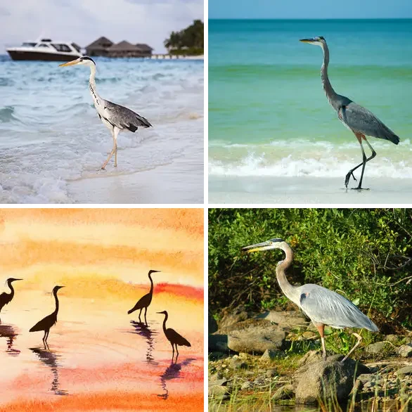 4 images 1 mot 5 lettres : solution HERON