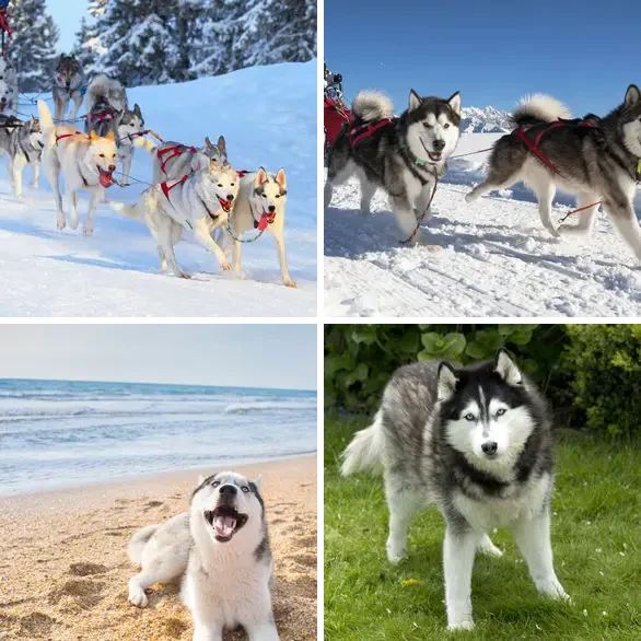 4 images 1 mot 5 lettres : solution HUSKY