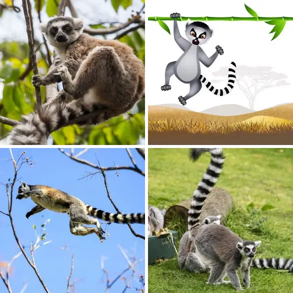 4 images 1 mot 5 lettres : solution LEMUR