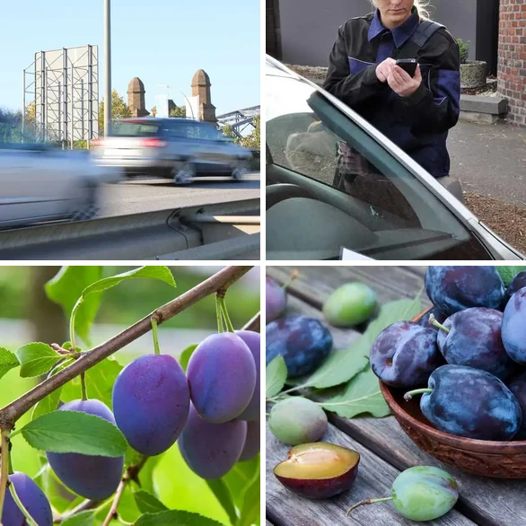 4 images 1 mot 5 lettres : solution PRUNE