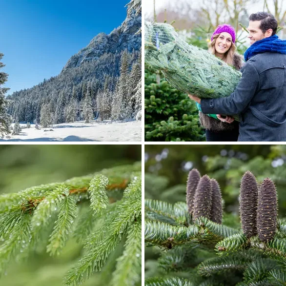 4 images 1 mot 5 lettres : solution SAPIN
