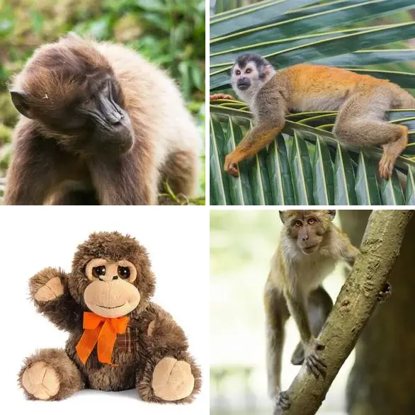 4 images 1 mot 5 lettres : solution SINGE
