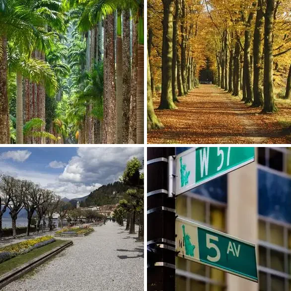 4 Images 1 Mot 6 lettres – AVENUE – niveau 975 4 images 1 mot 6 lettres : solution AVENUE