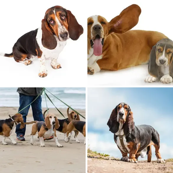 4 Images 1 Mot 6 lettres – BASSET – niveau 1739 4 images 1 mot 6 lettres : solution BASSET