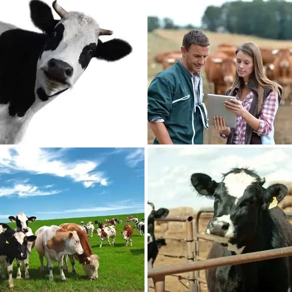 4 Images 1 Mot 6 lettres – BETAIL – niveau 949 4 images 1 mot 6 lettres : solution BETAIL