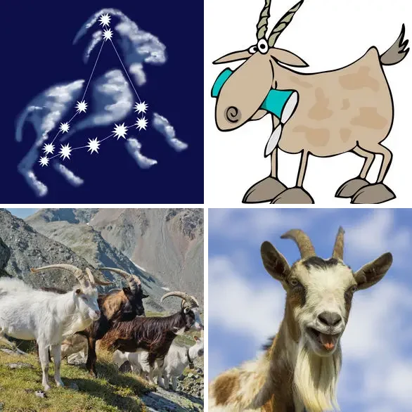4 Images 1 Mot 6 lettres – CHEVRE – niveau 1564 4 images 1 mot 6 lettres : solution CHEVRE