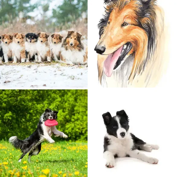4 Images 1 Mot 6 lettres – COLLEY – niveau 1393 4 images 1 mot 6 lettres : solution COLLEY