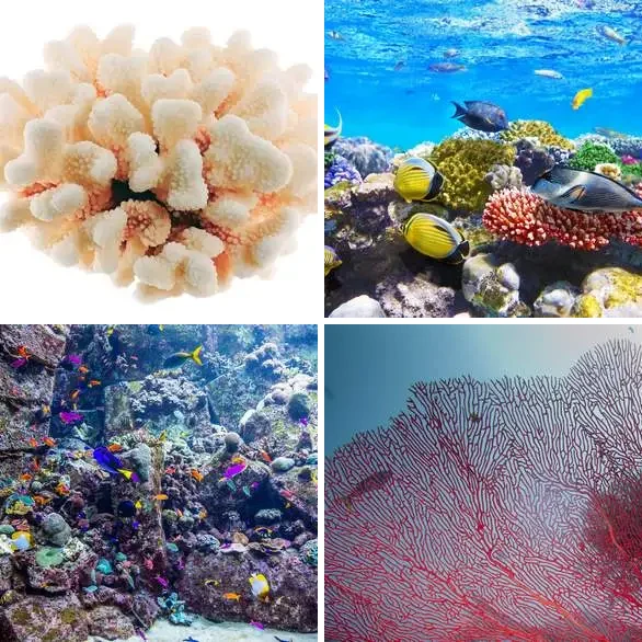 4 Images 1 Mot 6 lettres – CORAIL – niveau 987 4 images 1 mot 6 lettres : solution CORAIL