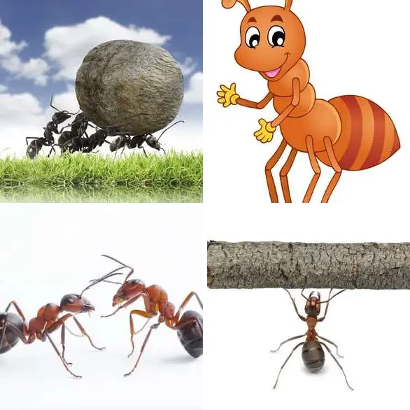 4 Images 1 Mot 6 lettres – FOURMI – niveau 610 4 images 1 mot 6 lettres : solution FOURMI