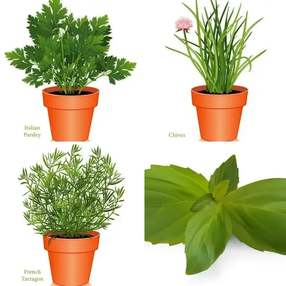 4 Images 1 Mot 6 lettres – HERBES – niveau 461 4 images 1 mot 6 lettres : solution HERBES