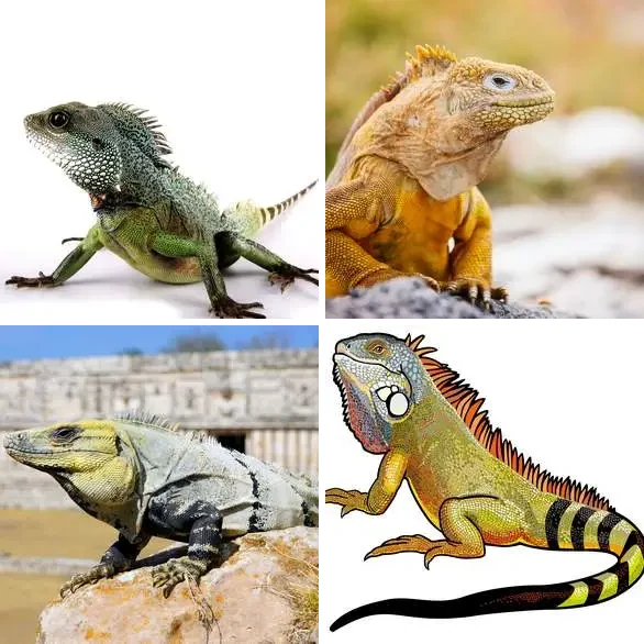 4 Images 1 Mot 6 lettres – IGUANE – niveau 988 4 images 1 mot 6 lettres : solution IGUANE