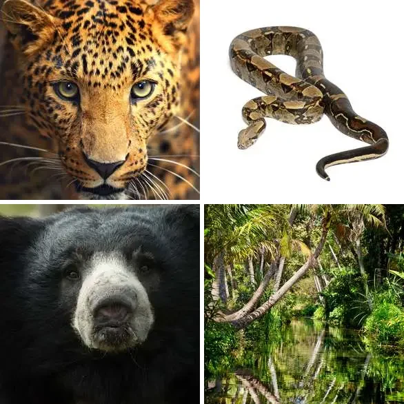 4 Images 1 Mot 6 lettres – JUNGLE – niveau 459 4 images 1 mot 6 lettres : solution JUNGLE