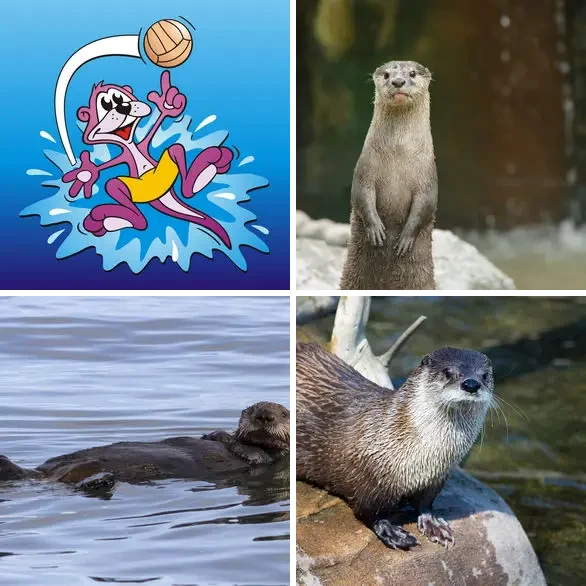 4 Images 1 Mot 6 lettres – LOUTRE – niveau 1624 4 images 1 mot 6 lettres : solution LOUTRE