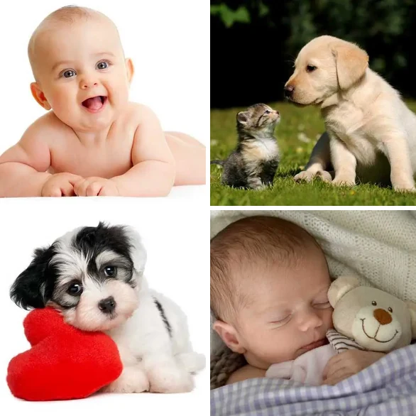 4 Images 1 Mot 6 lettres – MIGNON – niveau 15 4 images 1 mot 6 lettres : solution MIGNON