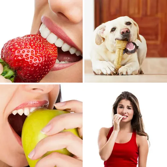 4 Images 1 Mot 6 lettres – MORDRE – niveau 1367 4 images 1 mot 6 lettres : solution MORDRE