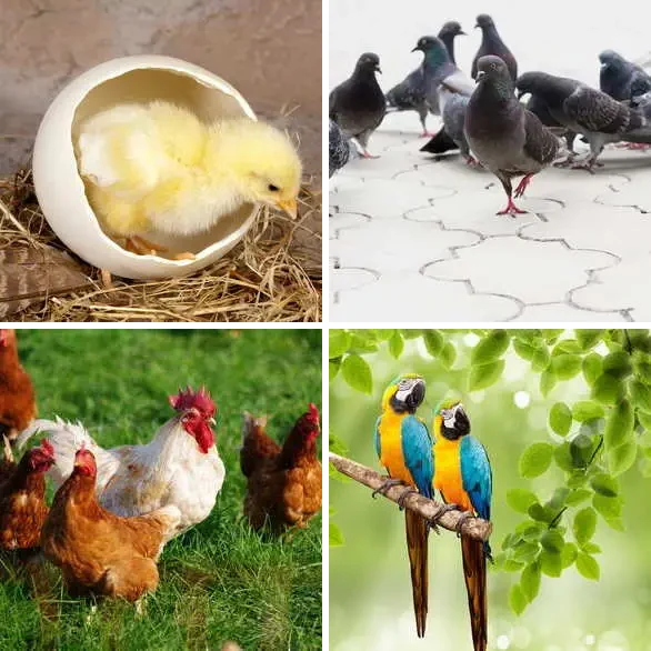 4 Images 1 Mot 6 lettres – OISEAU – niveau 829 4 images 1 mot 6 lettres : solution OISEAU
