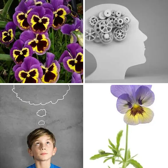 4 Images 1 Mot 6 lettres – PENSEE – niveau 823 4 images 1 mot 6 lettres : solution PENSEE