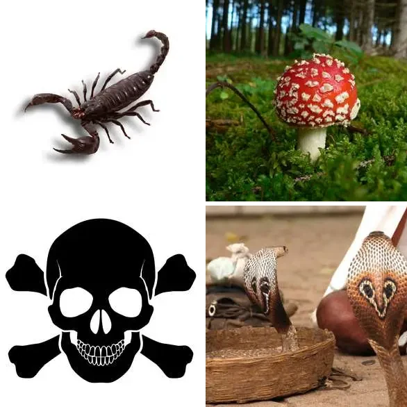 4 Images 1 Mot 6 lettres – POISON – niveau 302 4 images 1 mot 6 lettres : solution POISON