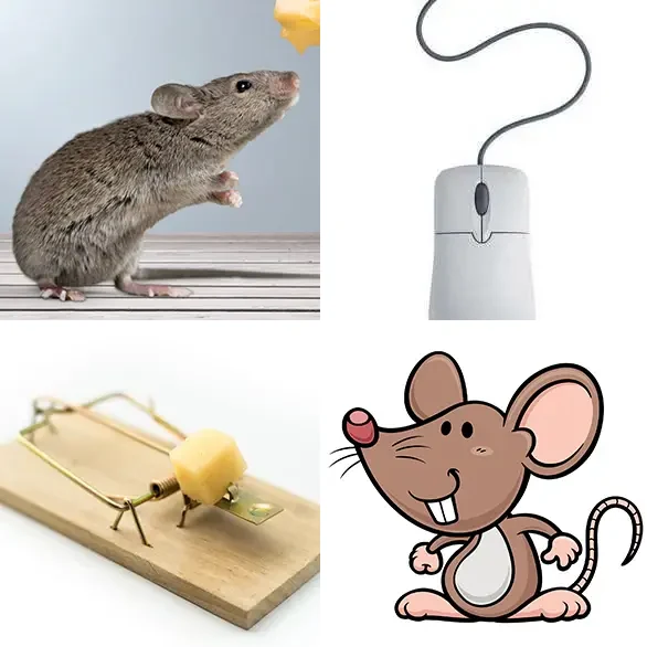 4 Images 1 Mot 6 lettres – SOURIS – niveau 1 4 images 1 mot 6 lettres : solution SOURIS