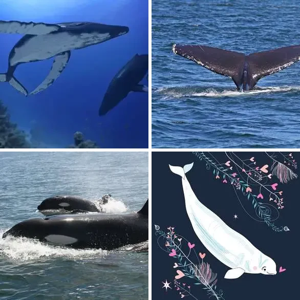 4 images 1 mot 7 lettres : solution BALEINE