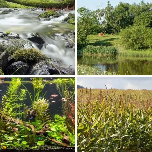4 images 1 mot 7 lettres : solution BIOTOPE