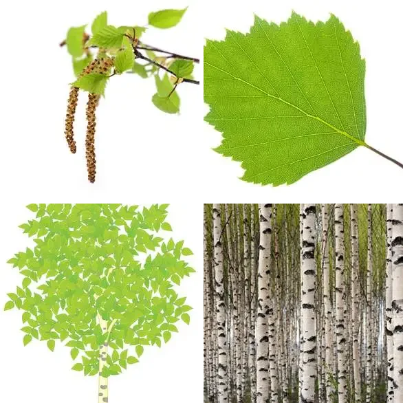 4 images 1 mot 7 lettres : solution BOULEAU