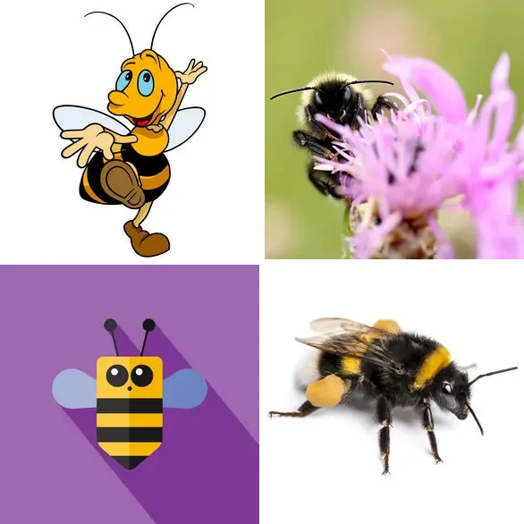 4 images 1 mot 7 lettres : solution BOURDON
