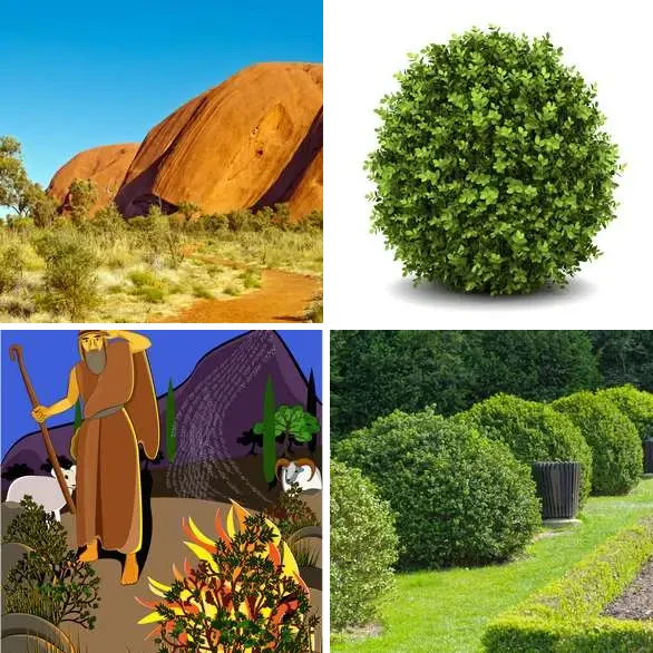 4 images 1 mot 7 lettres : solution BUISSON