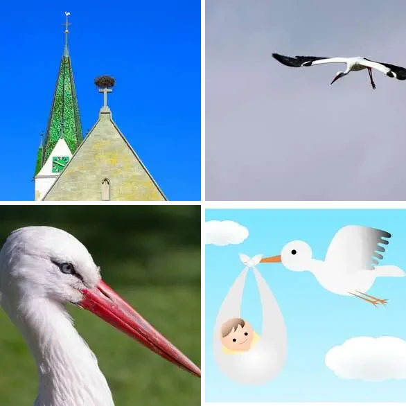 4 images 1 mot 7 lettres : solution CIGOGNE