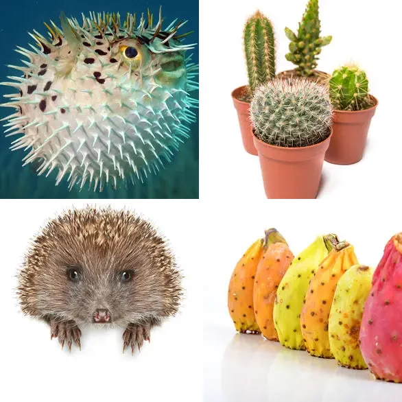 4 images 1 mot 7 lettres : solution EPINEUX